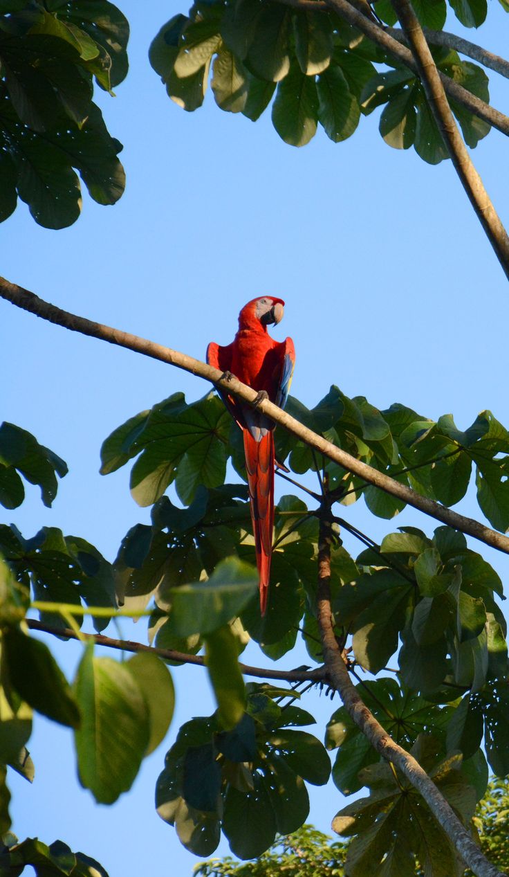 Ara rouge