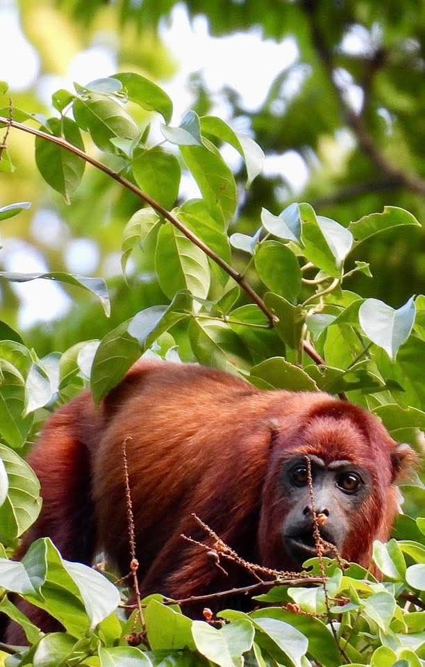 Singe hurleur